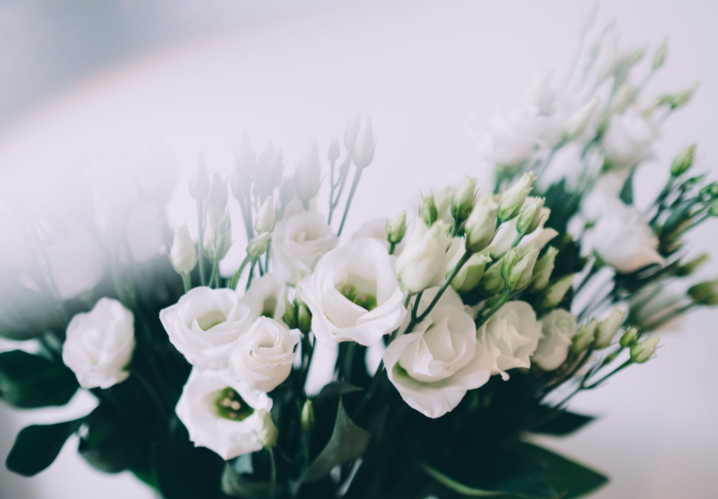 «Μάθετε ποια λουλούδια για κηδεία να επιλέξετε. Τριαντάφυλλα, ορχιδέες, γαρύφαλλα με δωρεάν αποστολή στην Αθήνα και εξατομικευμένο μήνυμα.»